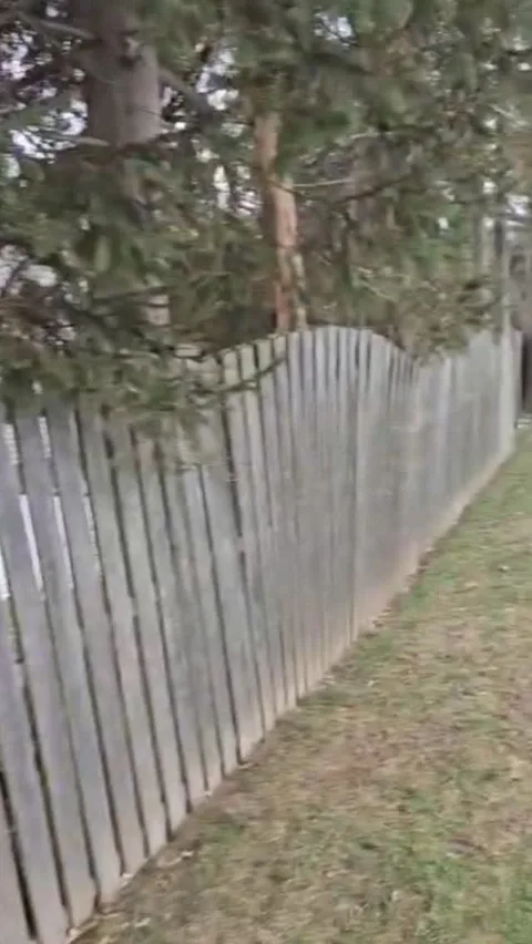 White vinyl picket fence along a wooded yard